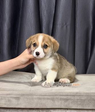 jual-corgi-jantan-super-lucu-gembul-bagus-7QLLOMK9MV