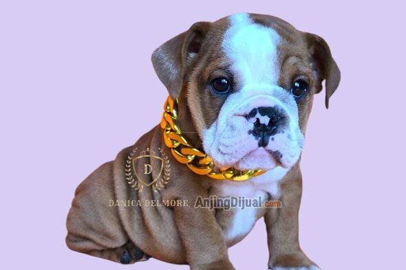 jual-premium-quality-english-bulldog-puppy-7F8TAU2KE4