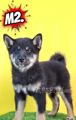 jual-super-puppies-shiba-inu-japan-kualitas-cucu-import-male-black-tan-CG07ULG3MT