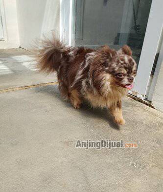 jual-chihuahua-long-coated-male-9IXL5H0R6Q