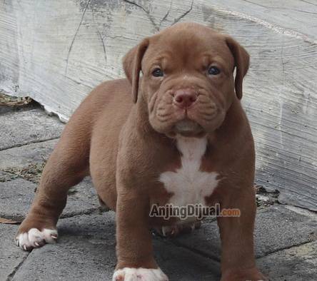 jual-premium-pitbull-betina-name-cocha-N6RUI1YU55