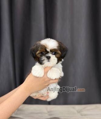 jual-shihtzu-betina-super-lucu-size-kecil-8W0LLWF0P2