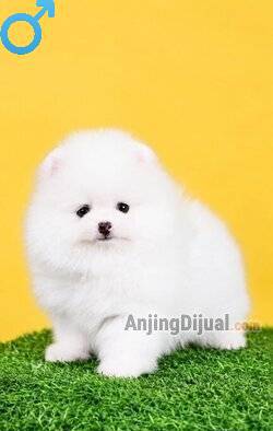jual-super-mini-pom-berkualitas-langsung-cek-di-foto-profil-1SPHDZIDML