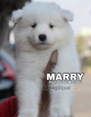 cute-adorable-samoyed-puppies-marry-CEMEZVFLNQ