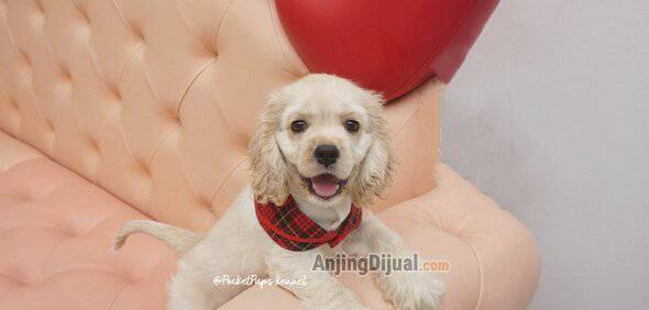 jual-american-cocker-spaniel-male-high-quality-IK0NS6PLW8