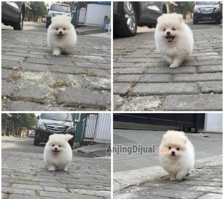 jual-superminipom-betina-putih-2-bulan-WWEIOS9RQU