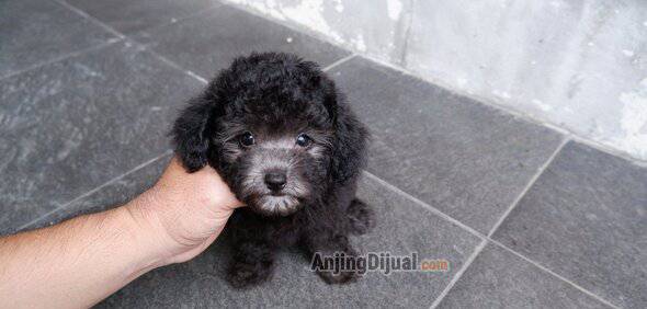 for-sale--silver-light-poodle-betina-super-cute-PHTO2NHFGS