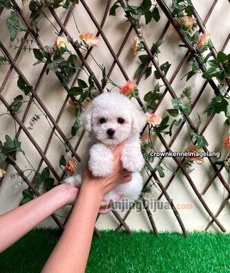 jual-bichon-frise-6-jantan-bloodline-import-korea--serbia-XKSYJULB9Z