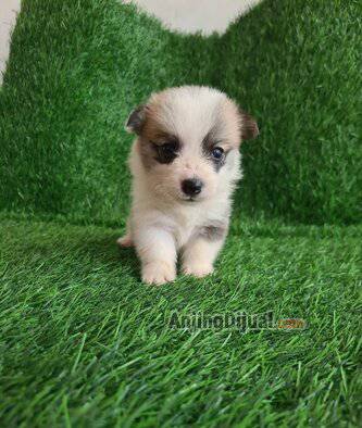 jual-puppy-pembroke-welsh-corgi-jantan-dan-betina-LCLUWO34SR