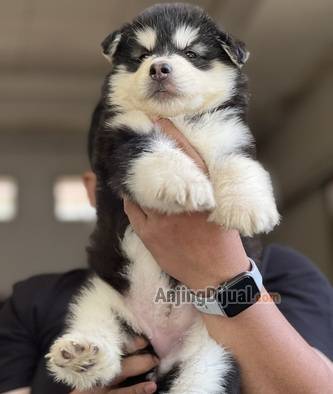 jual-puppies-alaskan-malamute-cute-turunan-import-thailand-U2UT6X5DRD