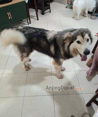 jual-alaskan-malamute-betina-stamboom-usia-1-tahun-FT2XVO4VN2