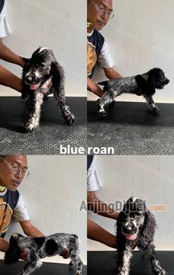 for-sale-ras-anjing-langka-rare-breed-english-cocker-spaniel-XZKKFY39C1