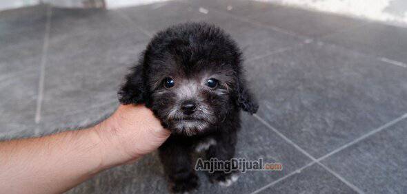 for-sale--silver-light-poodle-jantan-cute-banget-AKW7QXXFQS