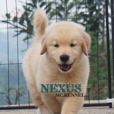 jual-1-ekor-golden-retriever-puppy-jantan-RBUUUGOAGV