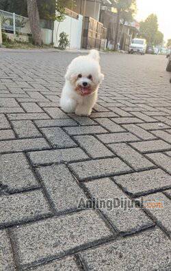 jual-super-tiny-korean-bichon-frise-female-YN991L1OC8