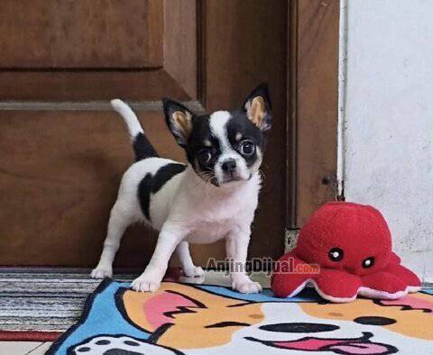 jual-puppy-chihuahua-betina-YWEGUEXP9Q