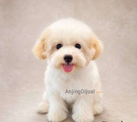 jual-poodle-female-murah--K2O11DE6V5