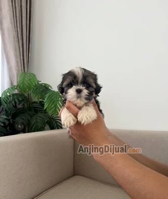 jual-shihtzu-puppy-jantan-super-duper-murah-meriah-JY8E3T4MD9