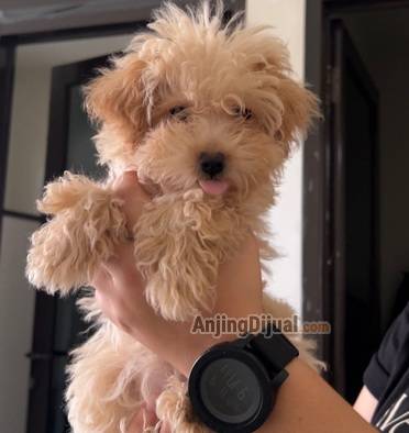 jual-puppy-maltipoo-betina-cute-murmer-FGP5R58F2R