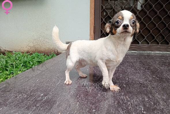 baru-pacak-merle-chihuahua-Z6JD5K8VN7