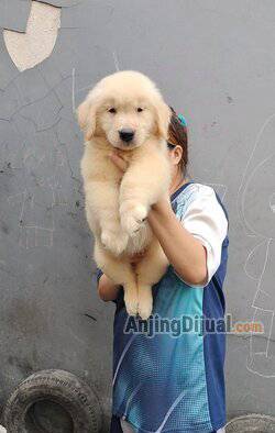 3-ekor-anakan-golden-retriever-istimewa-Q5SKHOZFNM