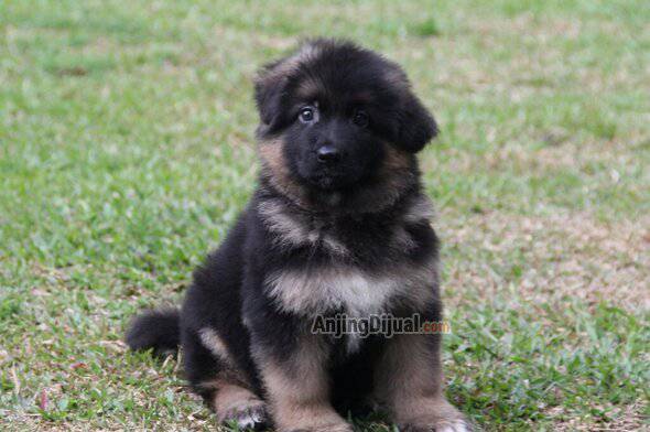 jual-1-ekor-puppy-herder-betina-longhair-kualitas-bagus-IGMJTBFWCP