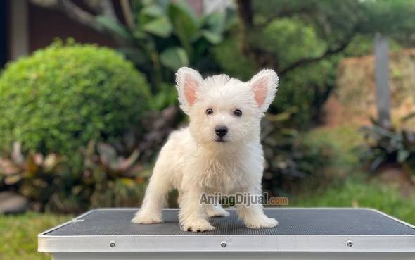 for-sale-puppy-male-west-highland-terrier-C4R22VGJJA