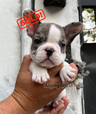 jual-pied-merle-puppy-frenchie-jantan-Z6YXNXEMRS