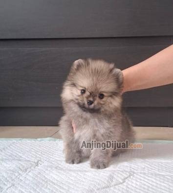 puppy-supermini-pomeranian-cute-645FVEVNTI