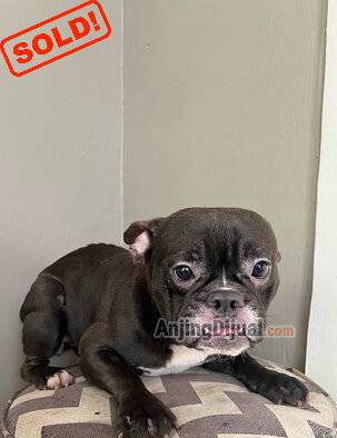 jual-calon-indukan-micro--nano-size-american-bully-exotic-PA3QGTB8Q9
