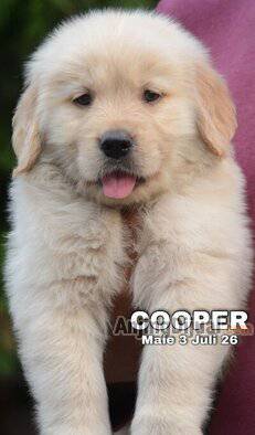 jual-golden-puppies-termurah--ZU951AKFBN