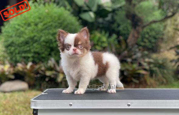 for-sale-puppy-female-mini-long-hair-chihuahua-2E7Q4L0501