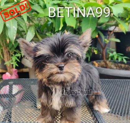 puppies-yorkshire-terrier-HZ2W9I3RM1