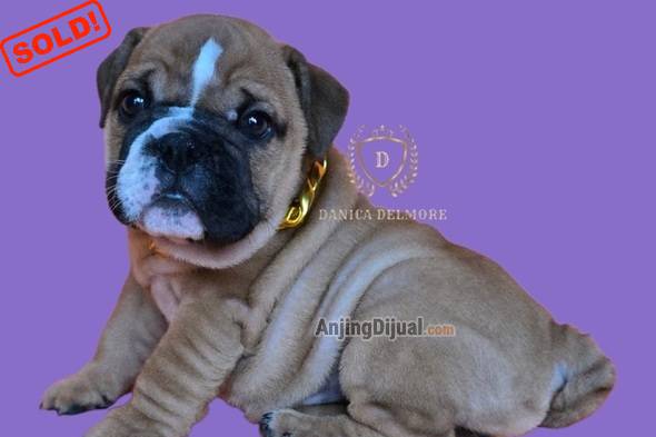 jual-premium-quality-english-bulldog-puppy-0I5IMMGZ88