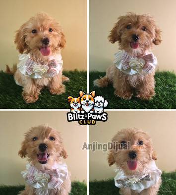 jual-toy-maltipoo-puppy--jantan--betina--poodle-x-maltese-VLEXYIFFPL