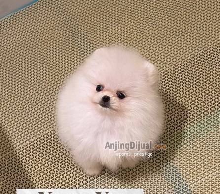 for-sale-elite-white-pomeranian-by-prestige-poms-UU26DYBHO0