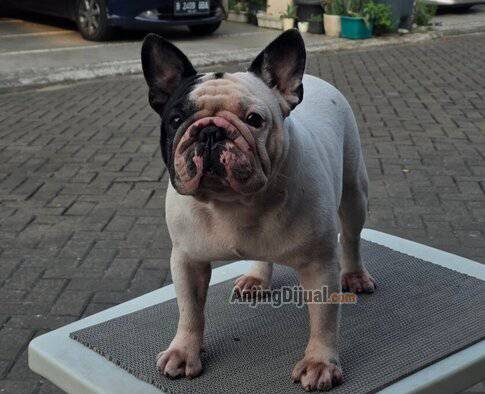pejantan-french-bulldog-Y8SXSSKAVD