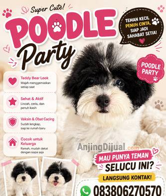 jual-poodle-party-murah-KBLBCFYQH3