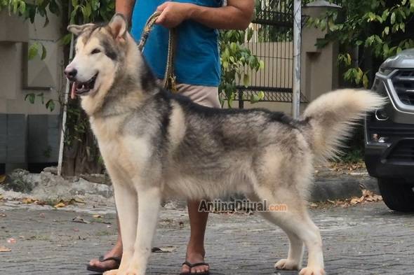 jual-calon-pejantan-alaskan-malamute-bl-ina-ch-import-show-quality-MGT90NXVNW