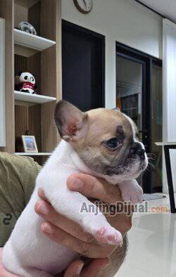 jual-anakan-french-bulldog--puppy-EQA3SOKHLS