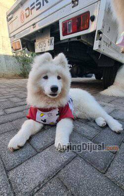 jual-puppies-samoyed-ULMZ79MLO1