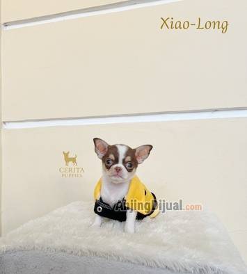 jual-chihuahua-good-quality-murah-S066NWV9LN