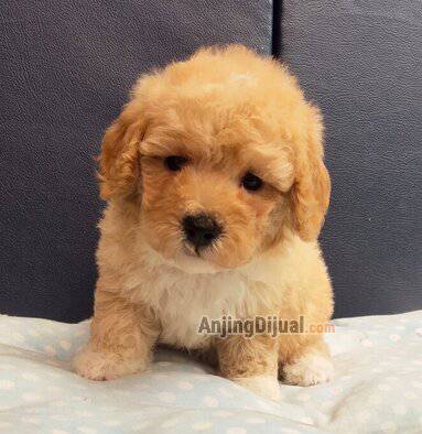 jual-puppy-poodle-murah-berkualitas-stambum-bloodline-import-taiwan-LMBGN0SCF8