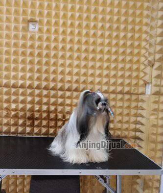 jual-shih-tzu-female-GAEHEKNGHF