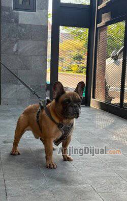 jual-pejantan-french-bulldog-cucunya-gibson-U13S84G3SC