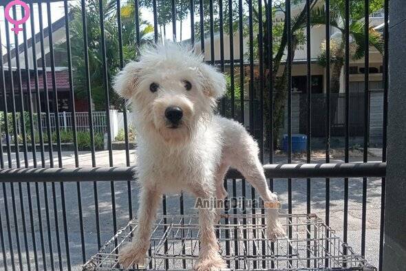 murah--schnauzer--betina-remaja-Q1OV4P5DNF
