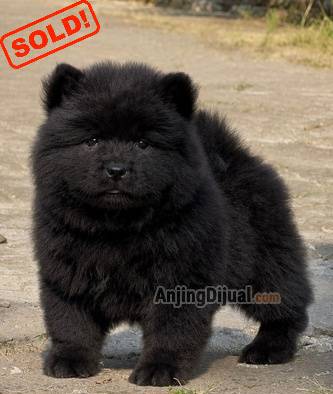 jual-chow-chow-puppy-female-black-high-quality-anakan-anjing-hitam-fluffy-lucu-gembul-AUZQ1PPAHV
