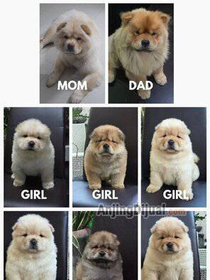jual-chow-chow-pupy-USW00UDEMC