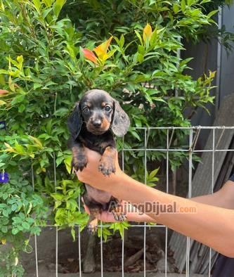 sale-2-female--3-male-mini-tekel-black-n-tan-O4P7HBSKUE