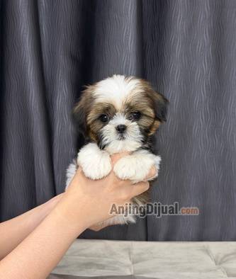 jual-mini-shihtzu-betina-super-lucu-X751NDGO34